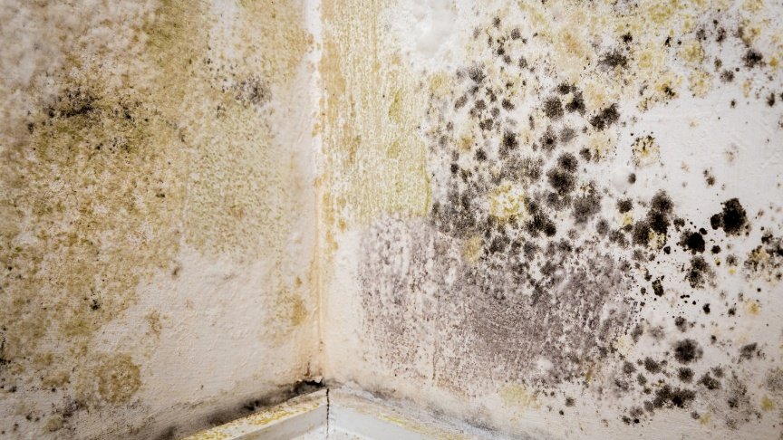 Why Use Mould Removal Services