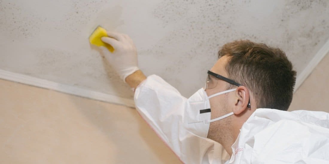 Mould Removal in Dalkeith